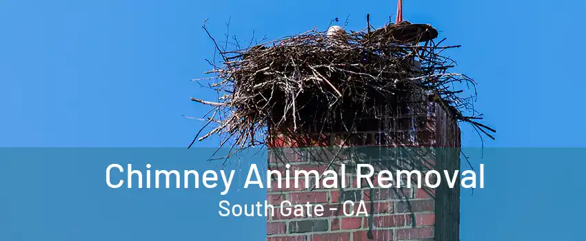 Chimney Animal Removal South Gate - CA