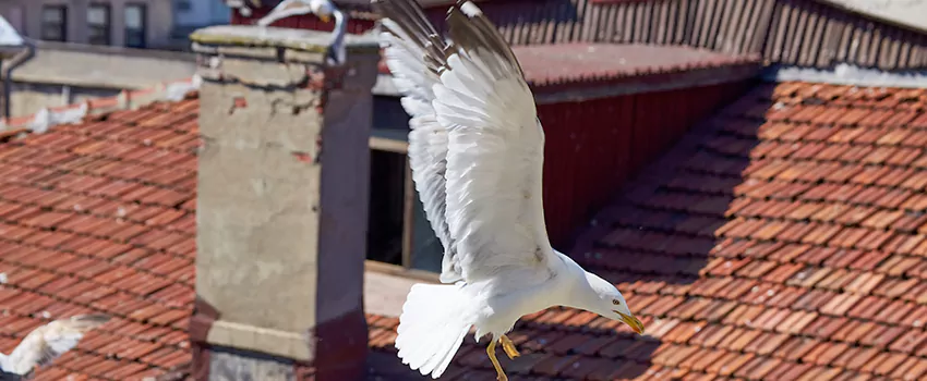 Residential Chimney Animal Removal Solution in South Gate, CA